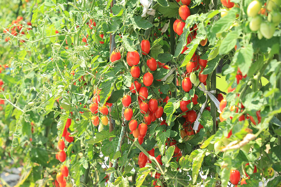 ソバージュ栽培により農福連携したミニトマトづくり